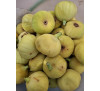 Інжир Медовий, саджанці (FICUS CARICA MEL ALBUM)